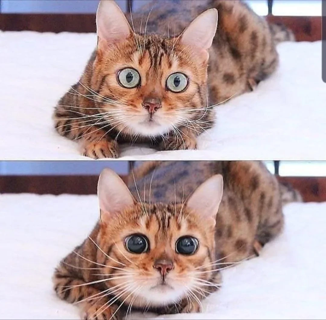 cats-eye