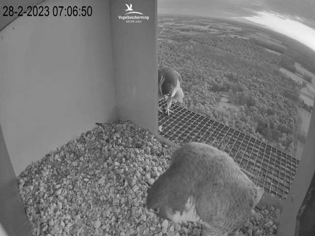 Campics © VWGGemert/BDL en Hans Natuurkanaal. - Pagina 3 2