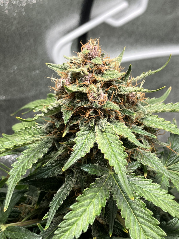 AC9B0917-30C4-40B2-BBCB-245D560A3E66