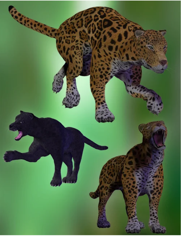 Jaguars by AM