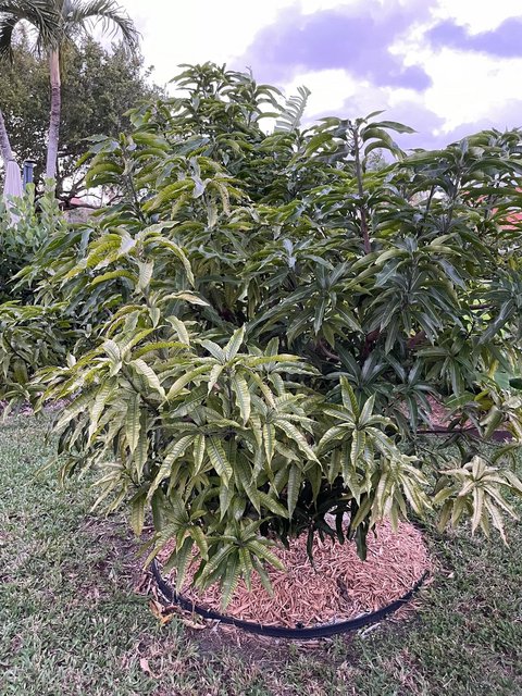 Mango Leaves 1