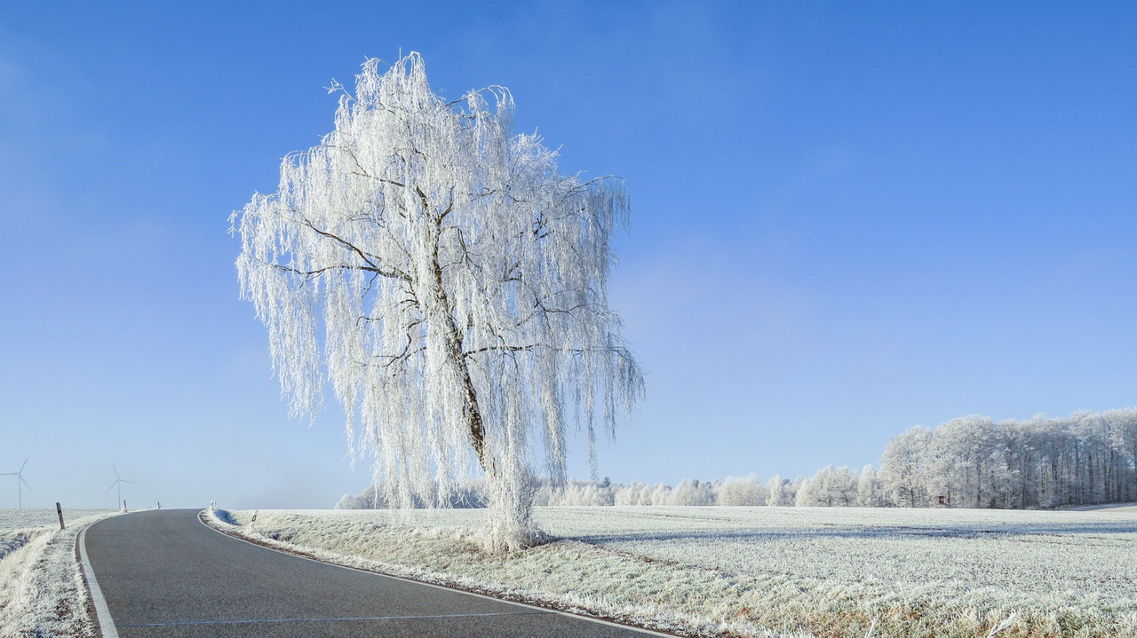 white-frozen-tree.jpg