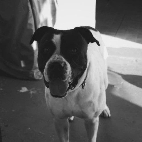 Bigg Dogg - American Bulldogg (2026)