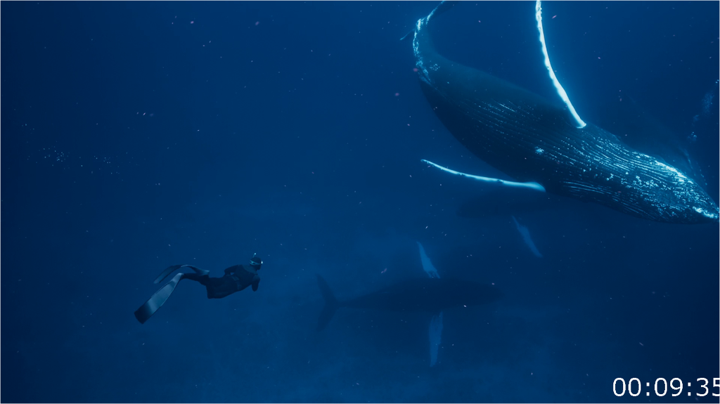 [Image: 6c8rq2vfrd0p.png]