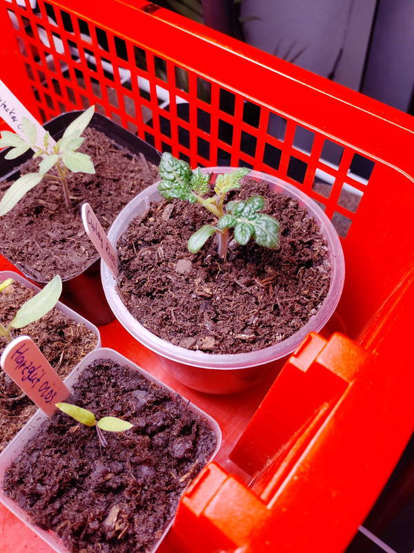 Curley Kaley 18 03 26