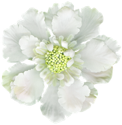 Winter-White-Elements-120