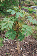 Tetrapanax papyrifer " Rex " - aralia papírodárná DSC-0020