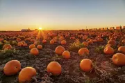 Pumpkins-0034