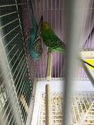 Diamante Gould’s - Página 3 BFC82-BB0-731-F-460-F-AA7-C-AB8-A8-FC8177-D