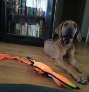 Rocco the Rhodesian Ridgeback 27
