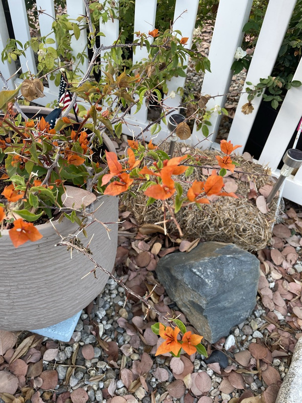 7878776B-6A49-40D4-9726-23ADE9C52300_1_105_c