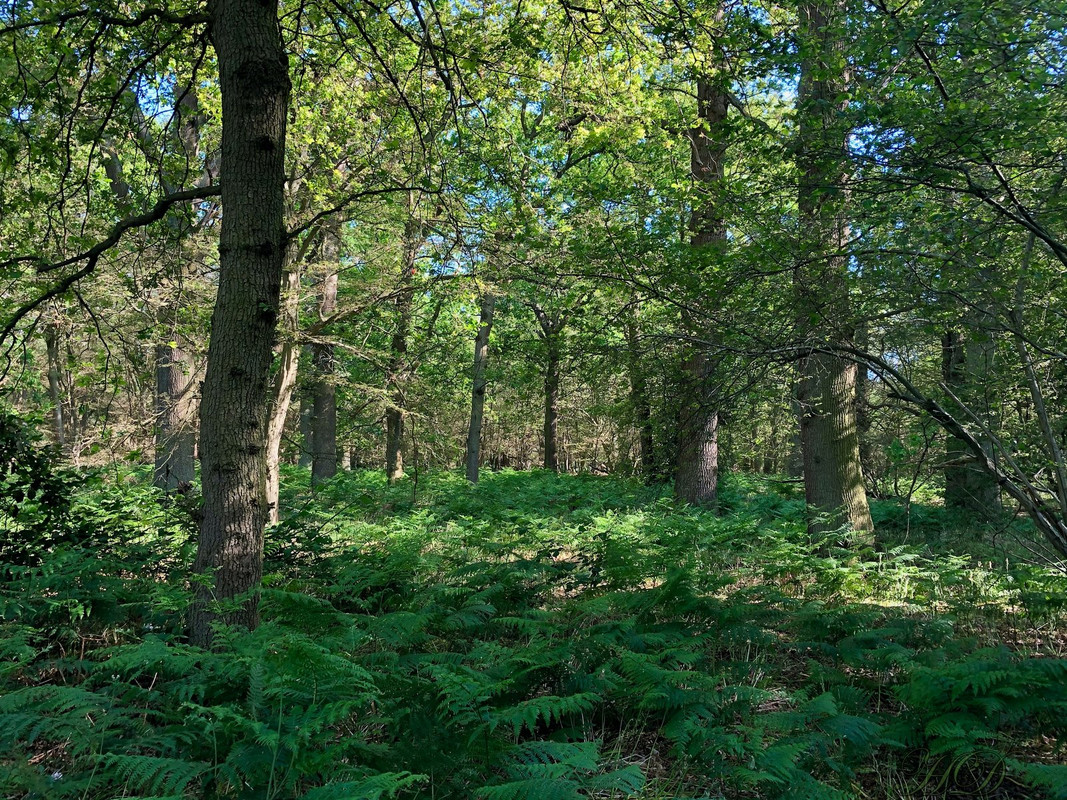 Woods-bentley-June-2020-HD.jpg