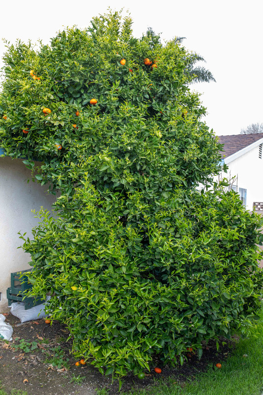 Yosemite Gold Mandarin with New Growth (3-25-2020)