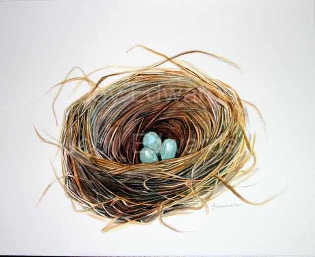 Create Textures in Watercolour How to Paint Bird Eggs Create Textures in Watercolour How to Paint Bird Eggs