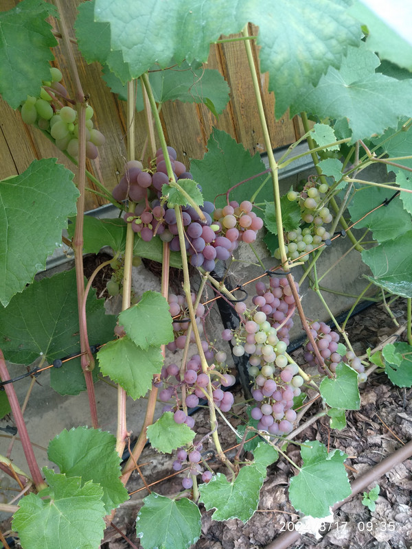 Сомерсет.С_20240817_093555