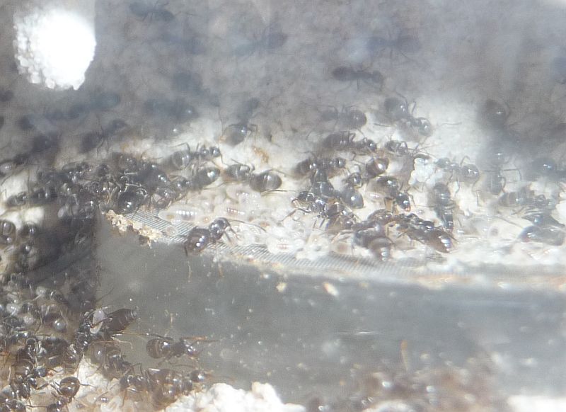 2405-Lasius3.jpg