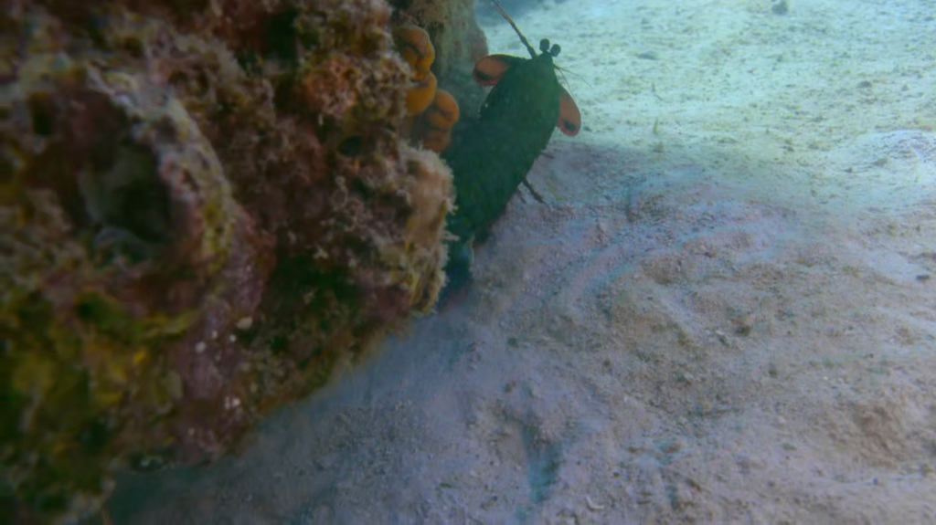 [Image: vi7fxmxj79h7.png]