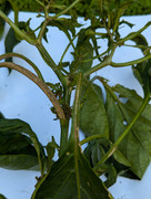 PXL_20240718_134343873