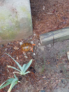 2023-05-07 Visitor after a rain