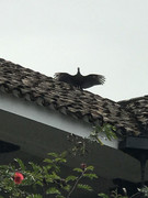 IMG-8245
