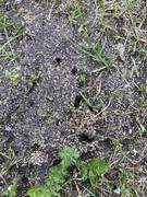 Ant-ics-and-more-ant-ics