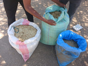 Harvesting-Grass-seeds-5