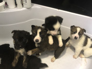 1229D228-A545-460B-8607-862DAE5EC49F