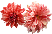 Blossom-Elements-71