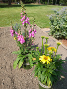 2023-06-18 New plants [2]