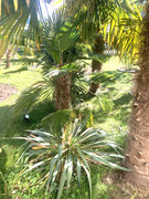 IMG-4594