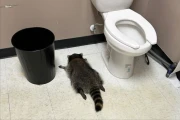 The raccoon that raided a liquor store and passed out in the bathroom