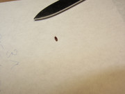 IMG-5594