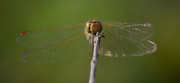 Dragon Fly - Sympetrum fonscolombii #2 - JUS_7644 - CLR