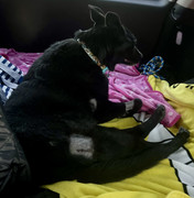 [Image: 75331998078-CB3-B445-B-502-A-4-FA5-93-E6...0-F599.jpg]