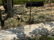 IMG-2242