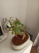 Experimentando con Ficus IMG-20220920-090224