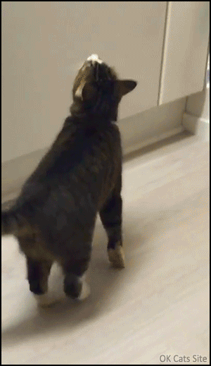 Funny-Cat-GIF-Clumsy-hungry-cat-destroying-his-bowl-food-full-of-treats-haha-ok-cats-site-com.gif