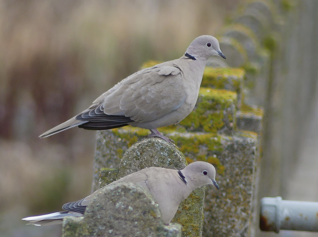 COLLARD DOVES 1