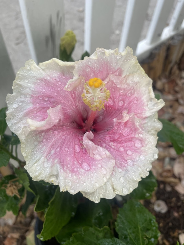 394CB9D6-9BE1-42B5-99A3-558345FA8275_1_105_c