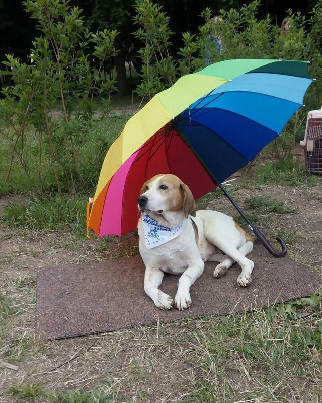 Лиза на акции