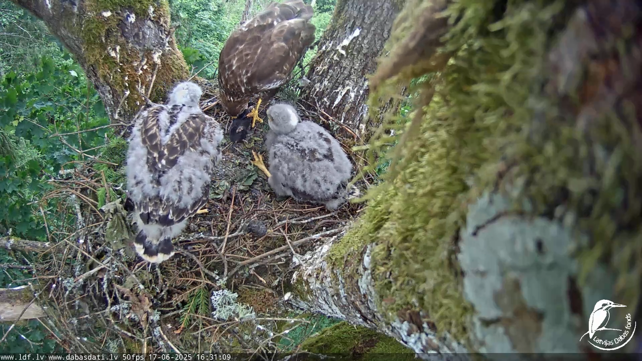 Melnās klijas (Milvus migrans) Kurzemē_ peļu klijāni (Buteo buteo) 12-9-15 screenshot