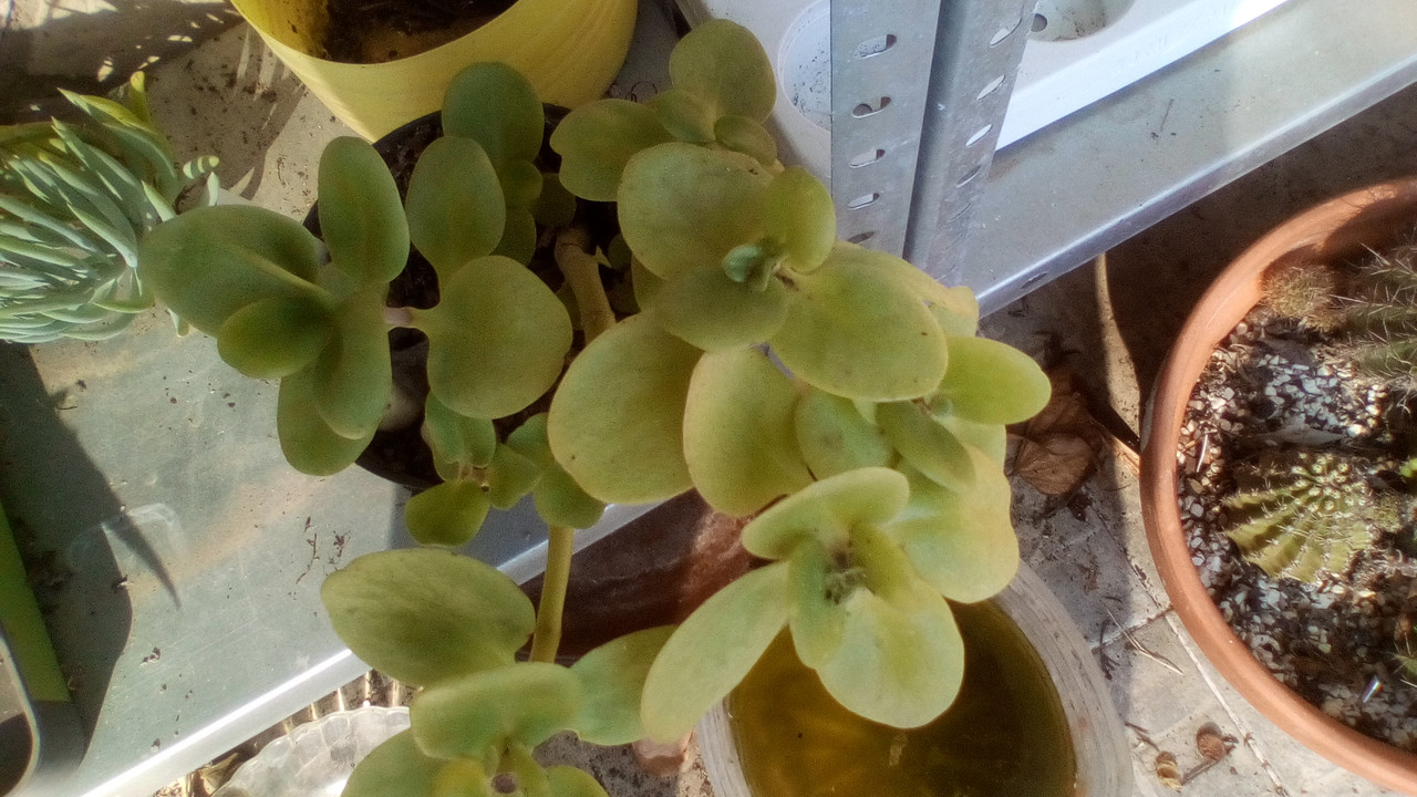 IMG_20180821_105603_1CS