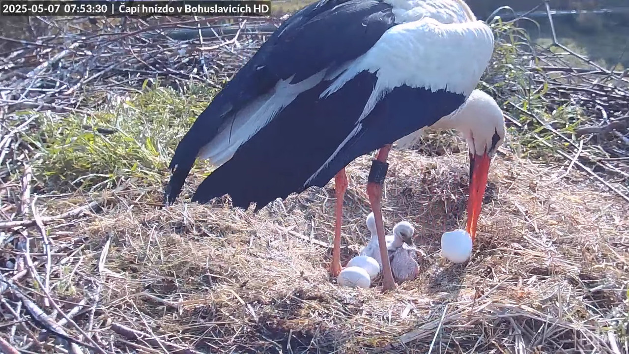 Živě z čapího komína v Bohuslavicích u Trutnova v HD 11-48-34 screenshot (1)