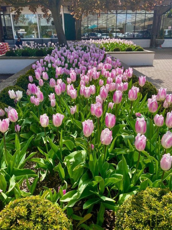 Tulips-Pink-April-HD.jpg