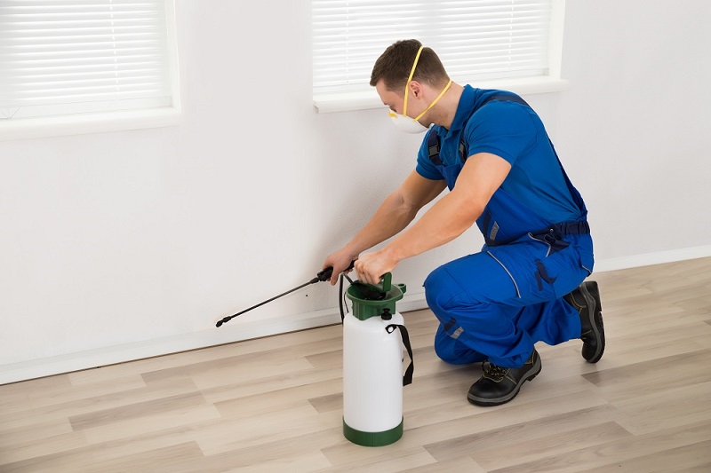 Spider Pest Control Melbourne