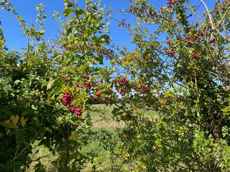 Hawthorn-berries-HD.jpg