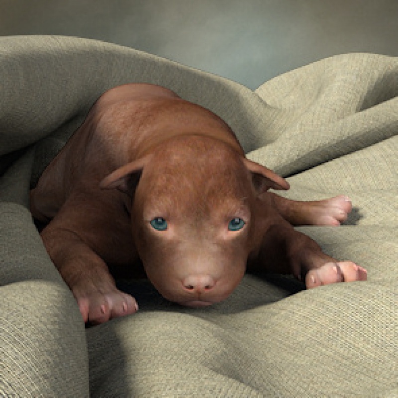 HWDog Newborn Puppies Thumb jpg 100912