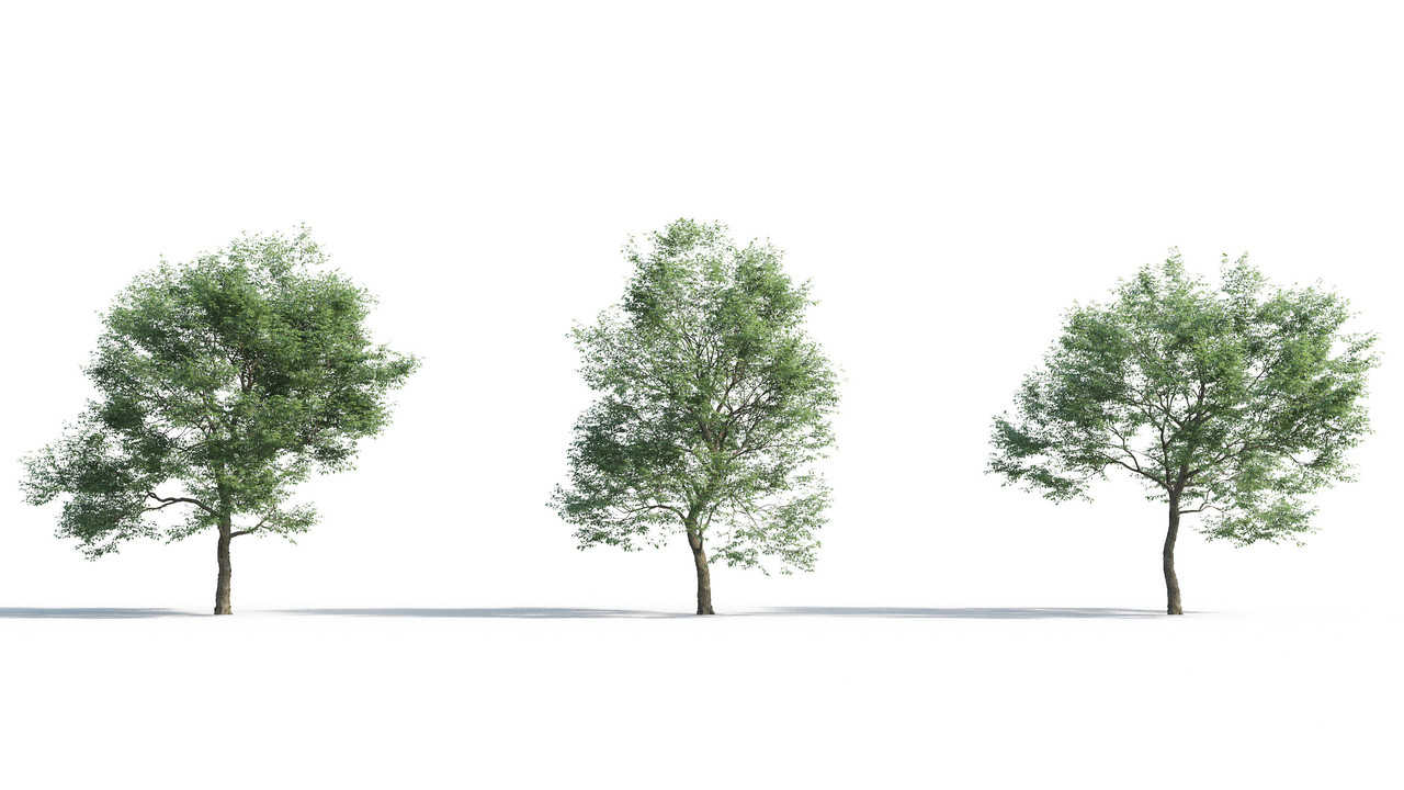 TV-cay_3dsmax_tailieukientruc (10)