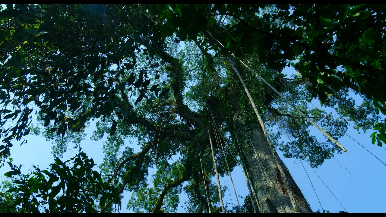 Movie cover image