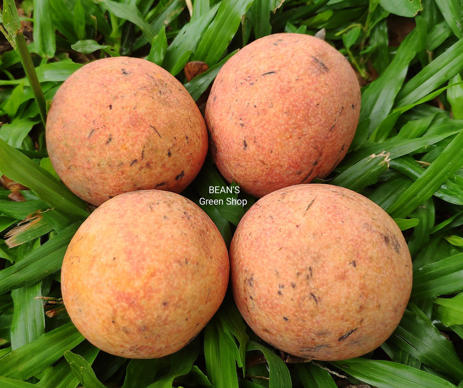 Orange langir(hard shell)2